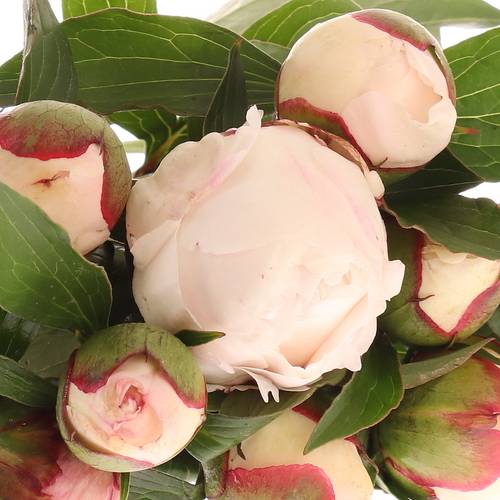 Pfingstrose weiss/rosa Festival 50cm