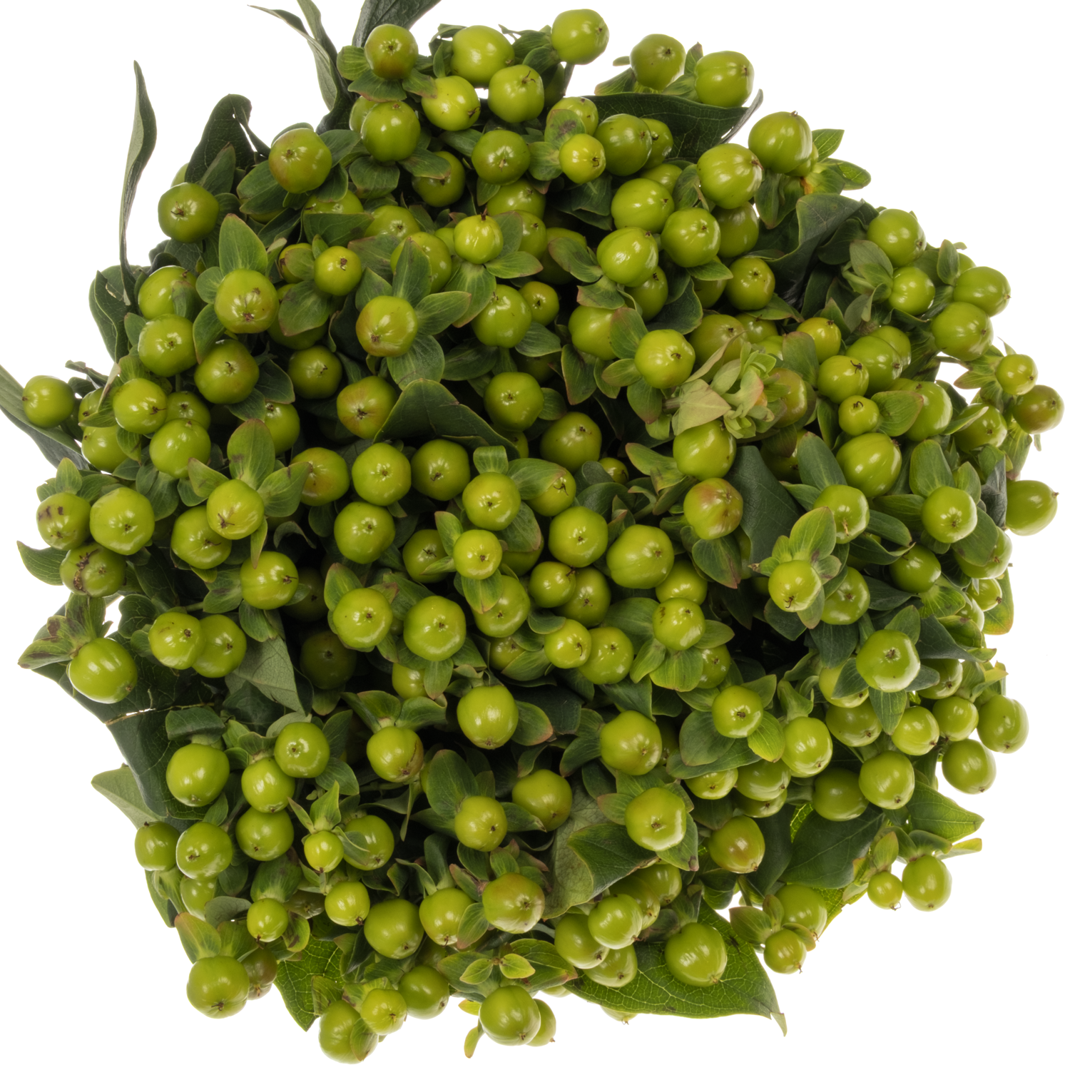 Hypericum grün Magical Green Power 70cm