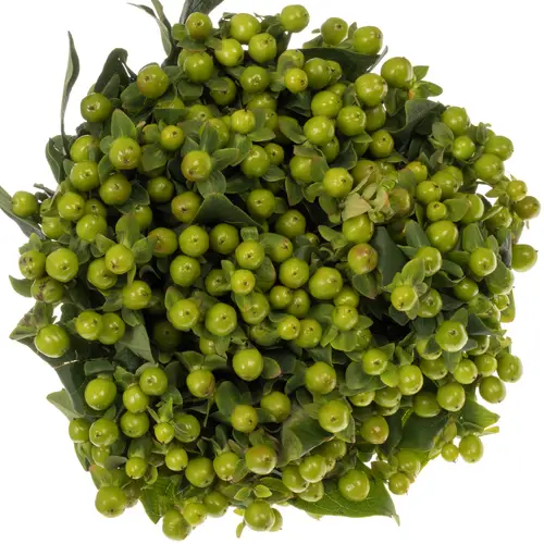 Hypericum grün Magical Green Power 70cm