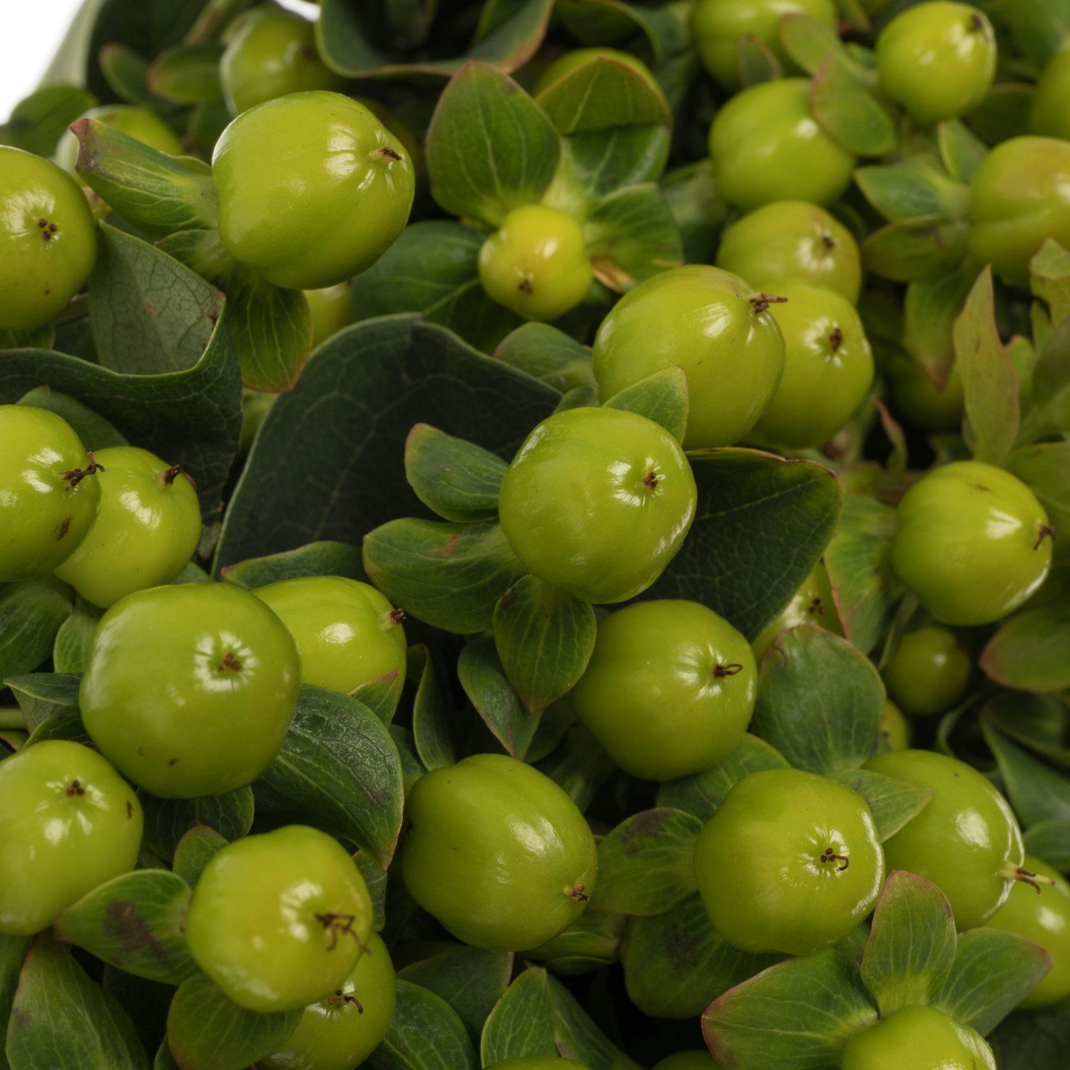 Hypericum grün Magical Green Power 70cm