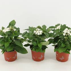 Pentas weiss T12 H030