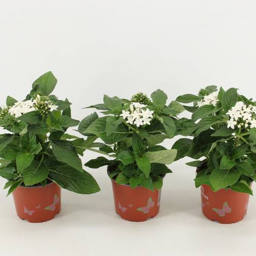Pentas weiss T12 H030