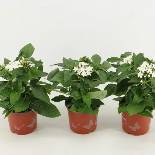 Pentas weiss T12 H030