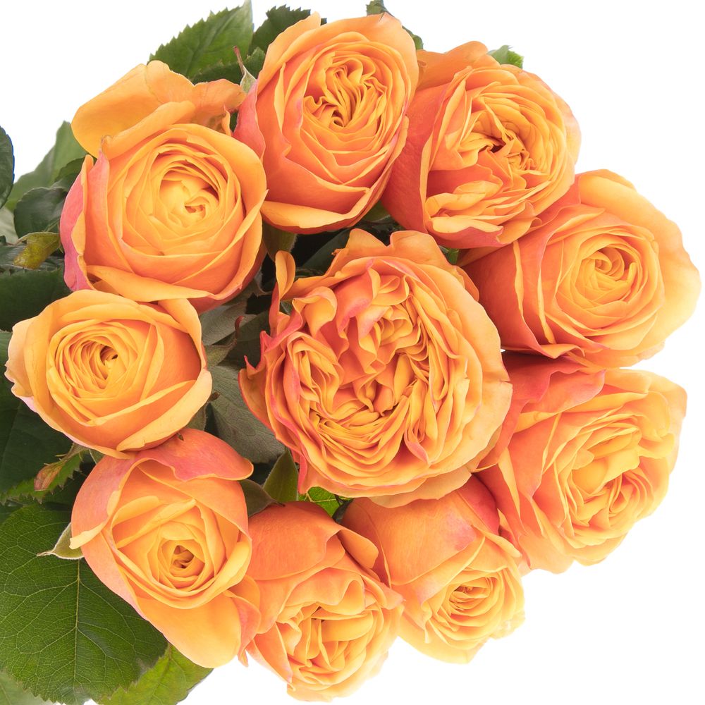 Rose orange Heliana gefüllt 70cm 