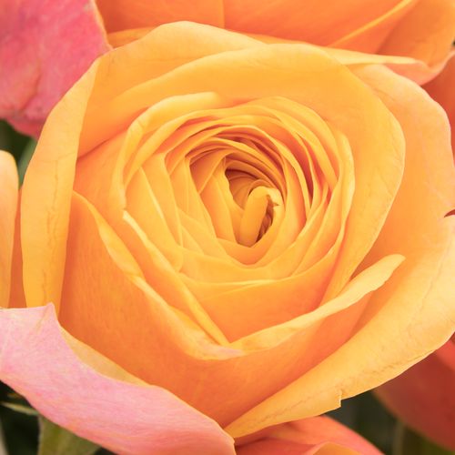 Rose orange Heliana gefüllt 70cm 