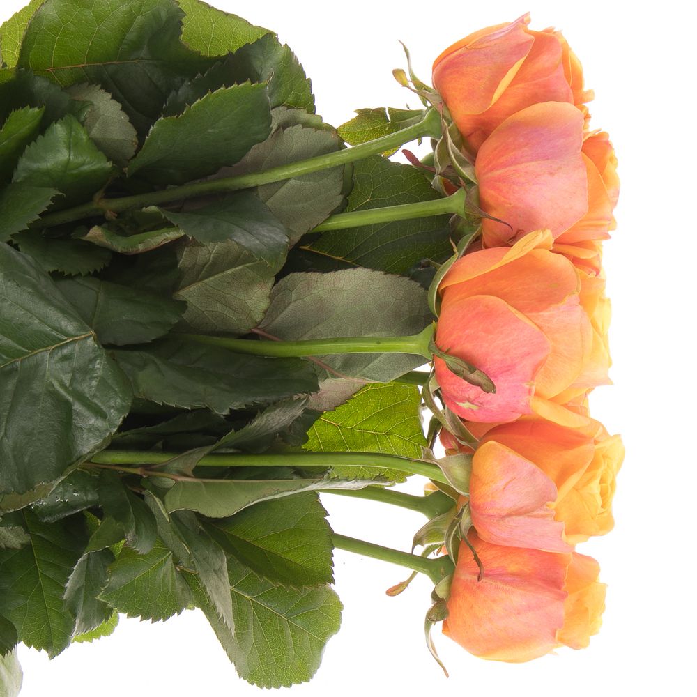 Rose orange Heliana gefüllt 70cm 