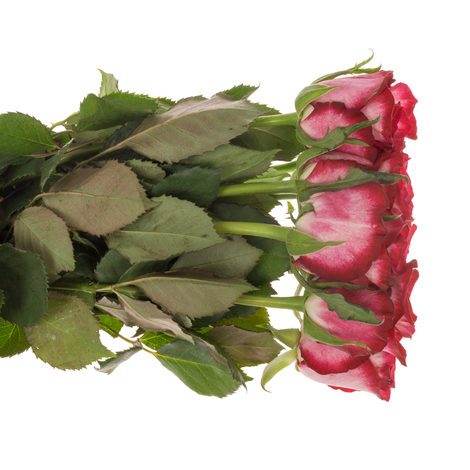 Rose creme/fuchsia Ripasso 50cm