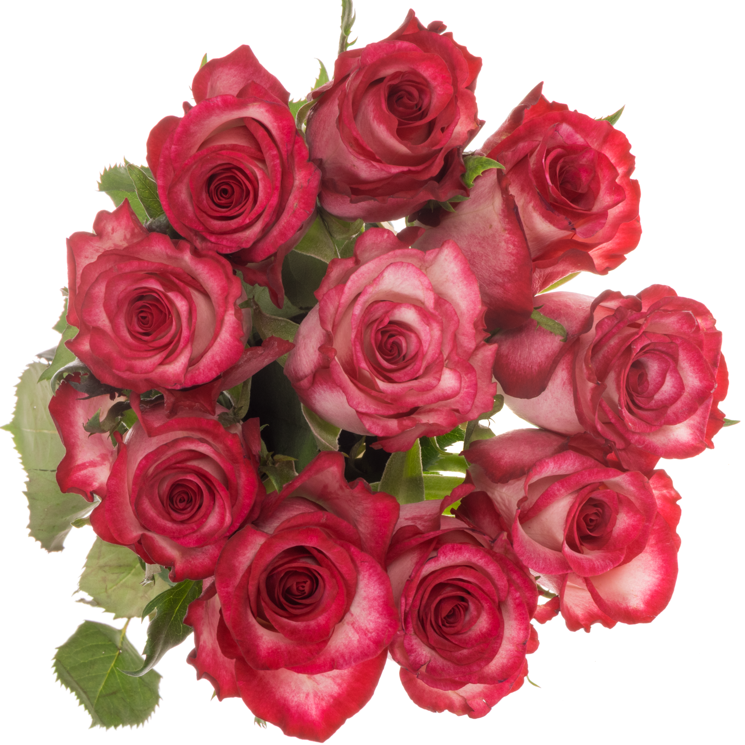 Rose creme/fuchsia Ripasso 50cm