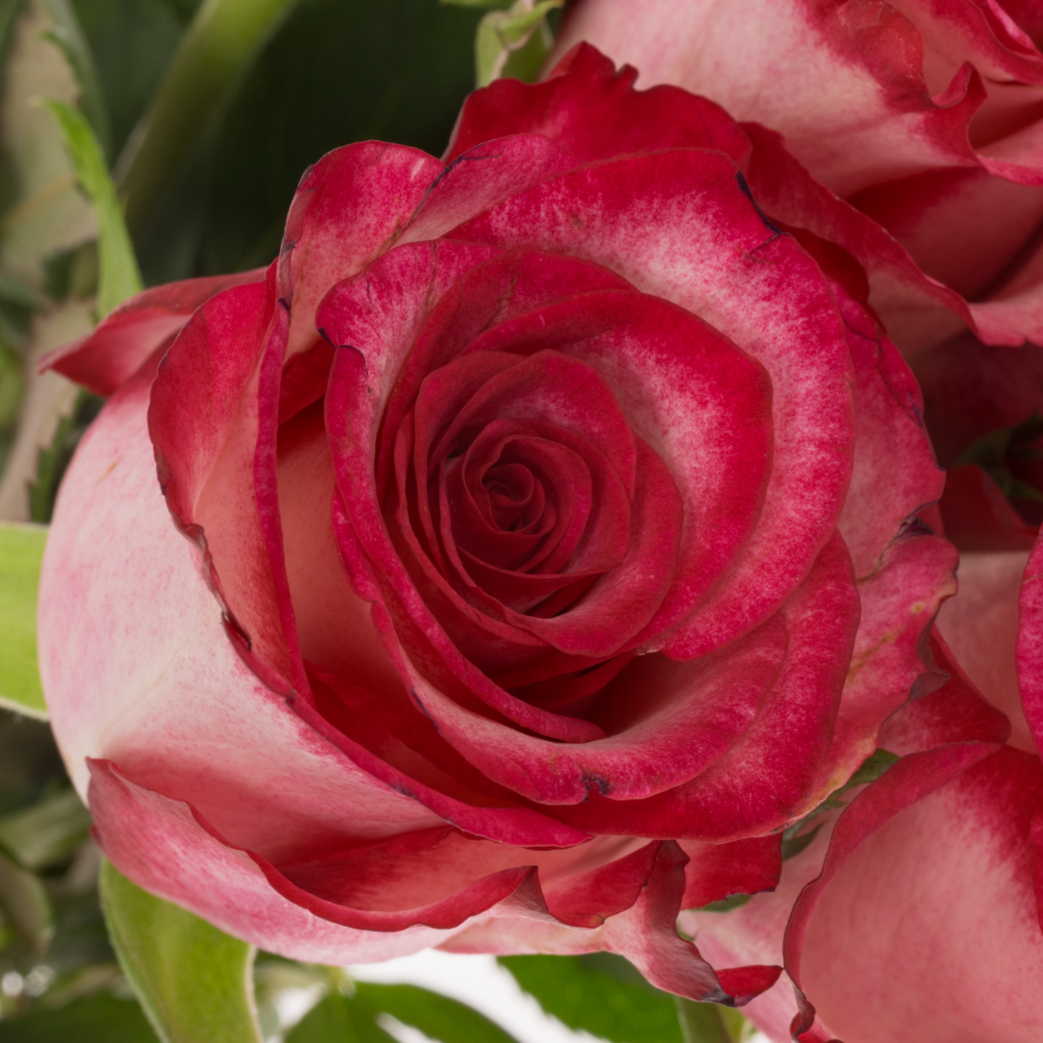 Rose creme/fuchsia Ripasso 50cm