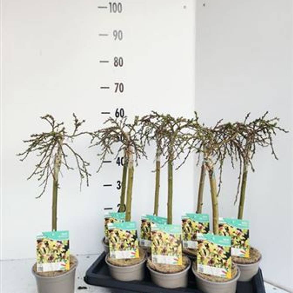 Salix Arbuscula T14 H050