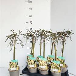 Salix Arbuscula T14 H050