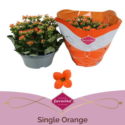 Kal.Schale Einfachbl. orange T23 H27