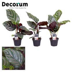 Calathea Ornata T07 H15
