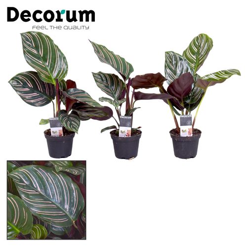 Calathea Ornata T07 H15