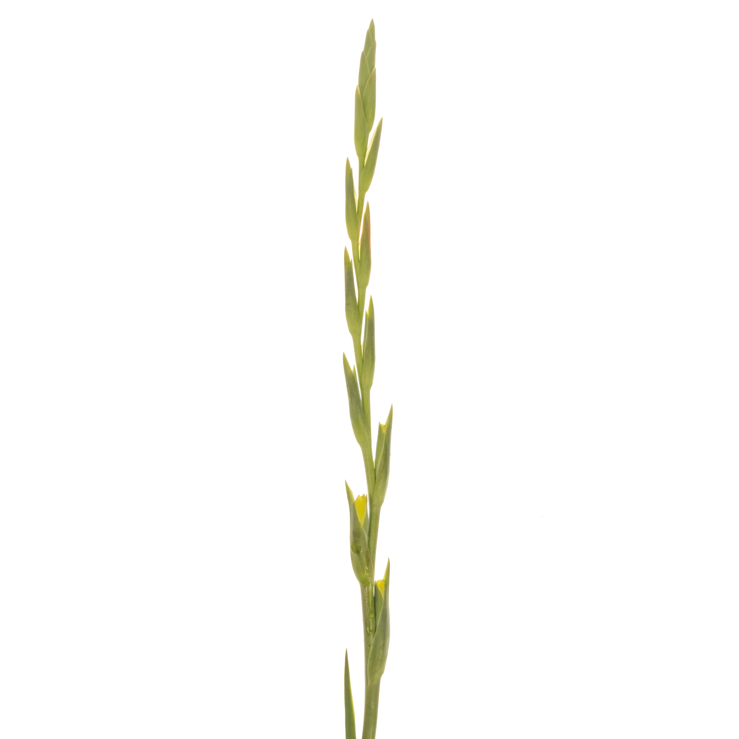 Gladiole gelb Bananarama 110 cm Extra lang