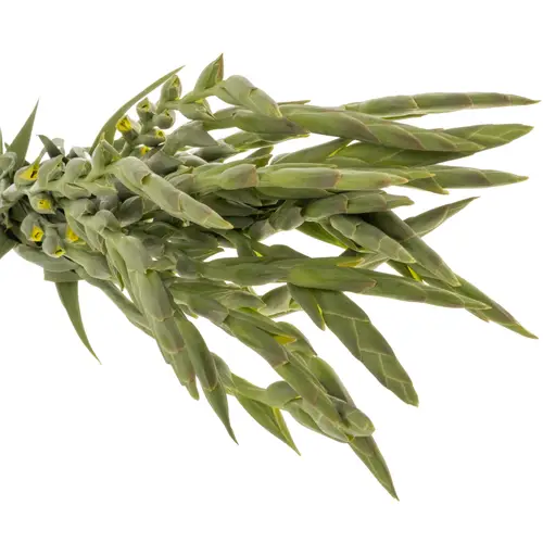 Gladiole gelb Bananarama 110 cm Extra lang