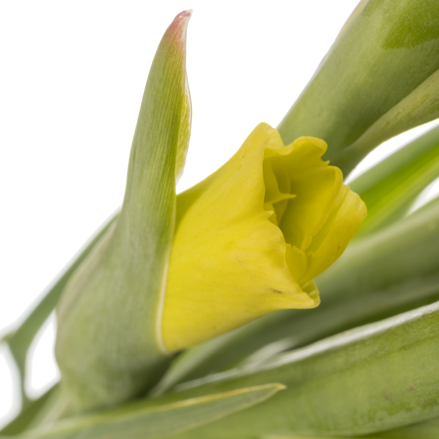 Gladiole gelb Bananarama 110 cm Extra lang