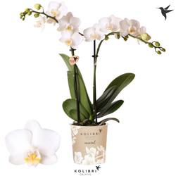 Phal.2-R creme Finland T09 H040