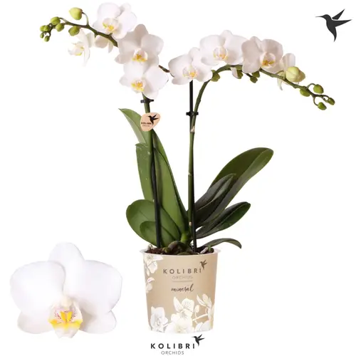 Phal.2-R creme Finland T09 H040