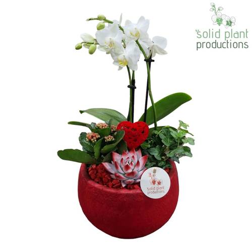 Phal.Arr PH054RVM Muttertag T21 H045