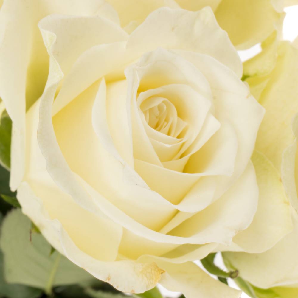 Rose weiss Alpe Dhuez 50cm Fairtrade