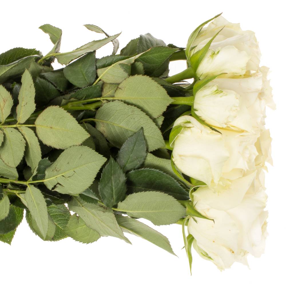 Rose weiss Alpe Dhuez 50cm Fairtrade