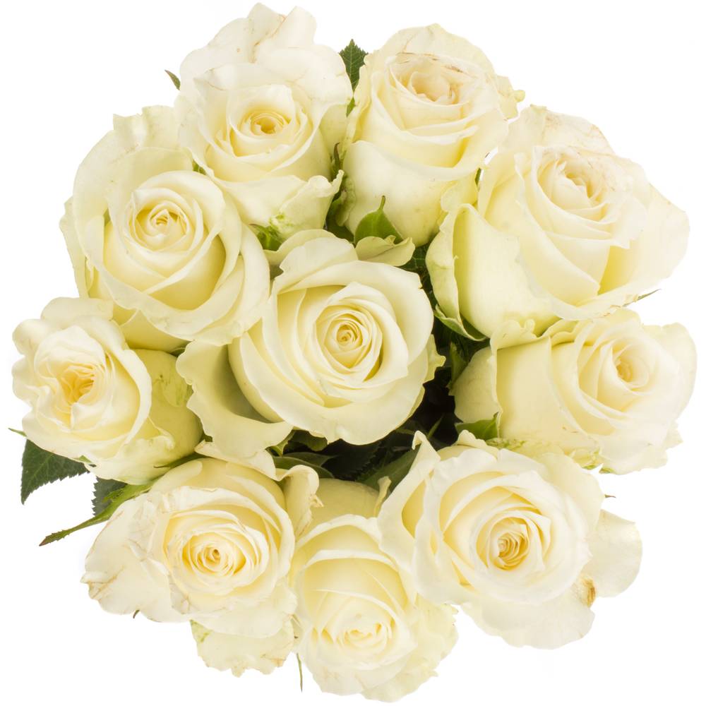 Rose weiss Alpe Dhuez 50cm Fairtrade