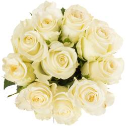 Rose weiss Alpe Dhuez 50cm Fairtrade