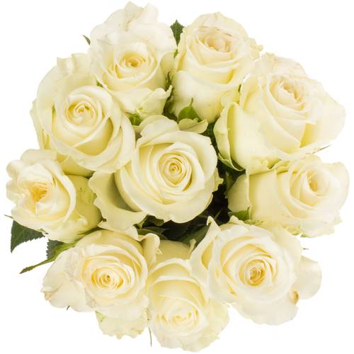 Rose weiss Alpe Dhuez 50cm Fairtrade