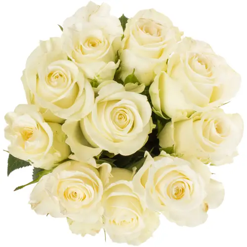 Rose weiss Alpe Dhuez 50cm Fairtrade