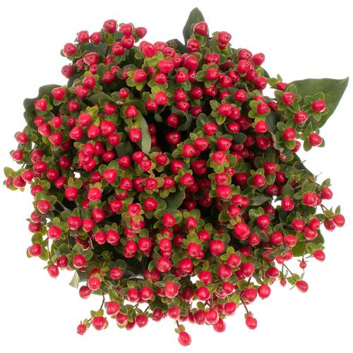 Hypericum rot Coco Fiesta verzweigt 50cm