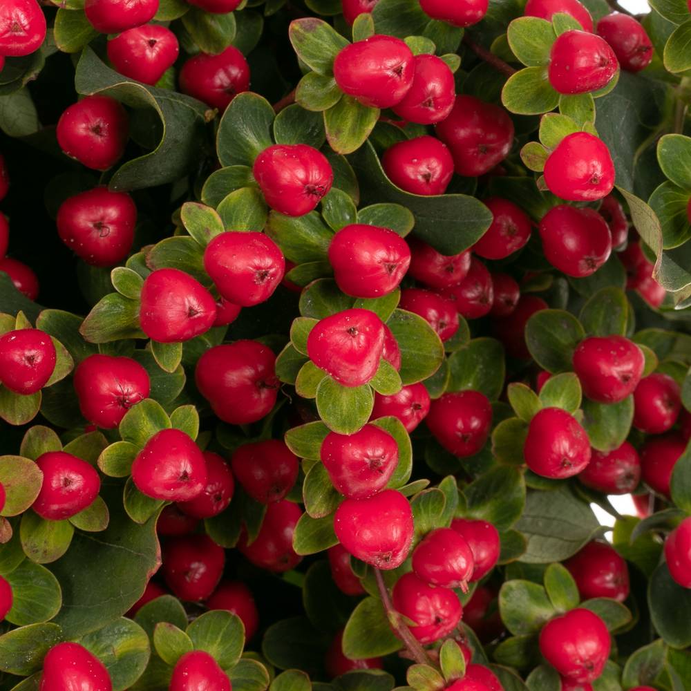 Hypericum rot Coco Fiesta verzweigt 50cm