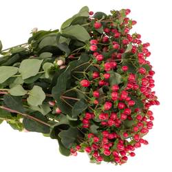 Hypericum rot Coco Fiesta verzweigt 50cm