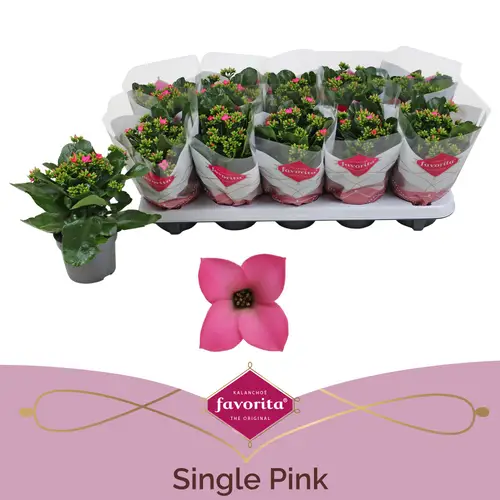 Kalanchoe Einfachbl. rosa T10,5 H022