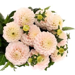 Dahlia hellrosa/creme Light Wizard 50cm