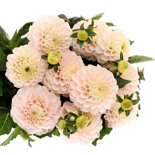 Dahlia hellrosa/creme Light Wizard 50cm