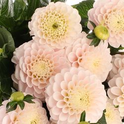 Dahlia hellrosa/creme Light Wizard 50cm