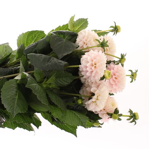 Dahlia hellrosa/creme Light Wizard 50cm