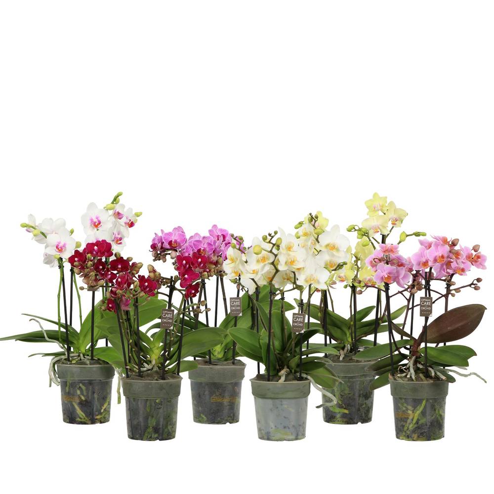 Phal.3-5R mix T12 H040