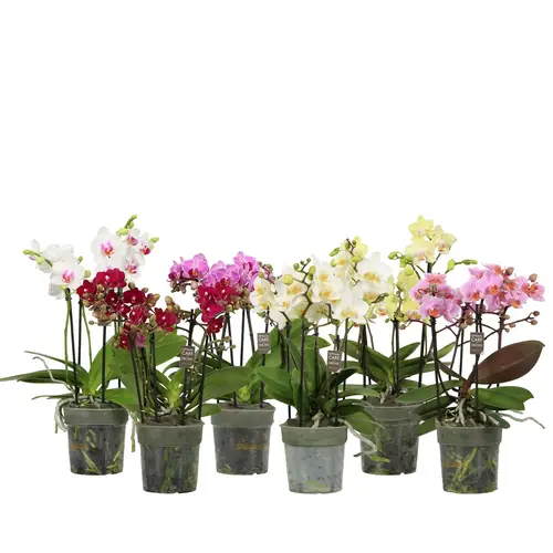 Phal.3-5R mix T12 H040