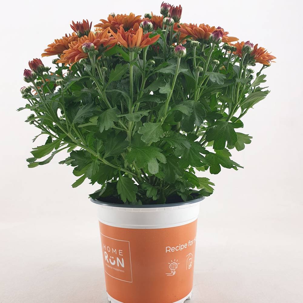 Chrys.Kugel dunkel orange Homerun T15 H030