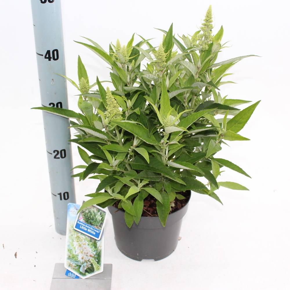 Buddleja Dav. Butterfly Candy weiss T23 H35