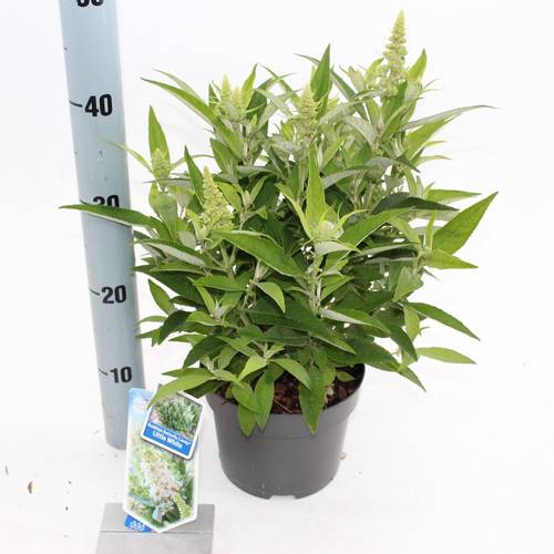 Buddleja Dav. Butterfly Candy weiss T23 H35