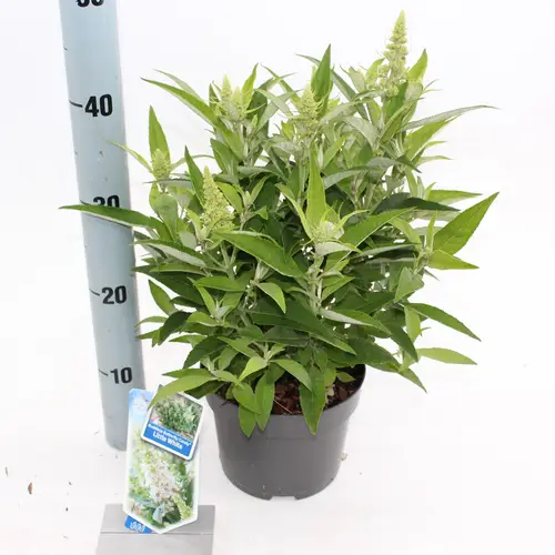Buddleja Dav. Butterfly Candy weiss T23 H35