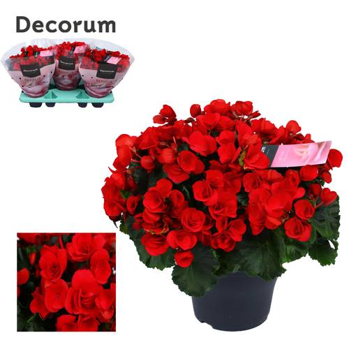 Begonie rot Garten Betulia T19 H035