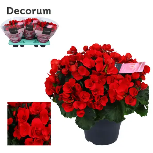Begonie rot Garten Betulia T19 H035