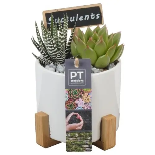 Succ.Arr PTSU8462 T12 H017