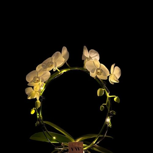 Phal.weiss Spiegelbogen mit Licht T12 H45