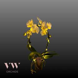 Phal.weiss Spiegelbogen mit Licht T12 H45