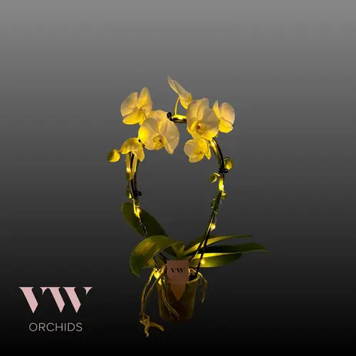 Phal.weiss Spiegelbogen mit Licht T12 H45